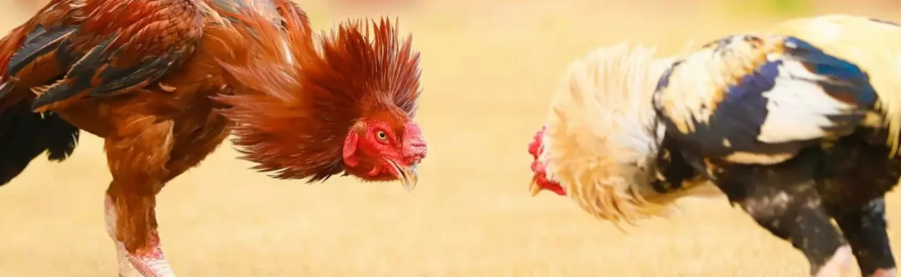 Cockfighting